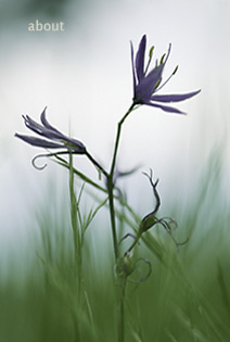 Camas Flowers