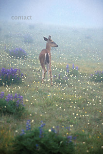 Deer in Fog